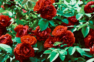 Traitement punaises de lit L'Haÿ-les-Roses